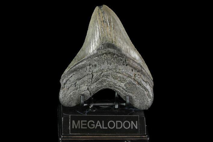 Large, Fossil Megalodon Tooth - South Carolina #74059